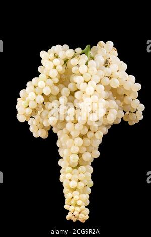 Bunch of white grapes isolated on black background. Stock Photo