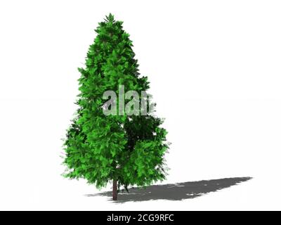 Lawson cypress. Chamaecyparis lawsoniana, Lawson cypress or Port Orford cedar isolated on white surface with shadow. 3D Illustration Stock Photo