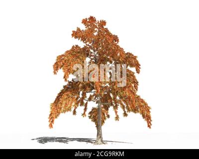 Bald cypress in autumn. Bald cypress or Taxodium distichum in autumn on a white surface. Isolated. 3D Illustration Stock Photo