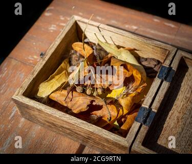 Wooden box filled with yellow and orange leafs and seeds, the treasures autumn Stock Photo