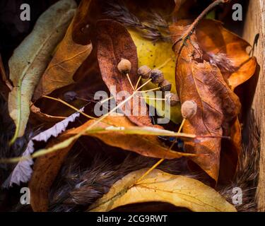 close-up of Linden tree seedbuds surrounded by yellow and orange autumn leaves Stock Photo