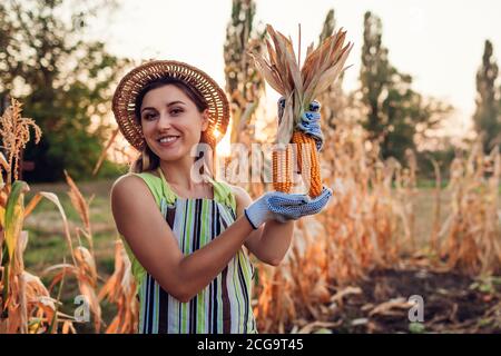 Corn crop. Young woman farmer picking corn harvest. Worker holding autumn corncobs. Farming and gardening Stock Photo