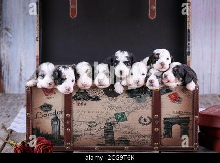 A Litter Of F1b Mini Bernedoodle Puppies At 3 Weeks Old In An Old Paris Rustic Box Stock Photo Alamy