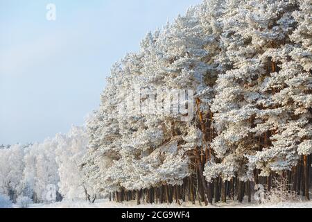 Winter forest in frost on a frosty clear day Stock Photo