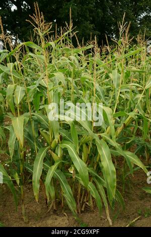 Maize crop ready for harvesting in the UK. Stock Photo