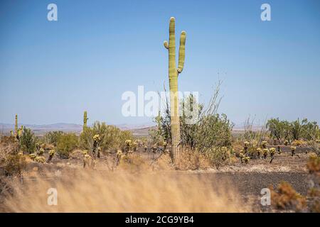 Cactus gigante mexicano, Pachycereus pringlei, cardón gigante mexicano o cactus elefante, especie de cactus nativa del noroeste de México en los estad Stock Photo