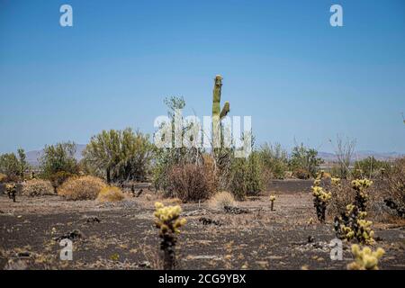 Cactus gigante mexicano, Pachycereus pringlei, cardón gigante mexicano o cactus elefante, especie de cactus nativa del noroeste de México en los estad Stock Photo