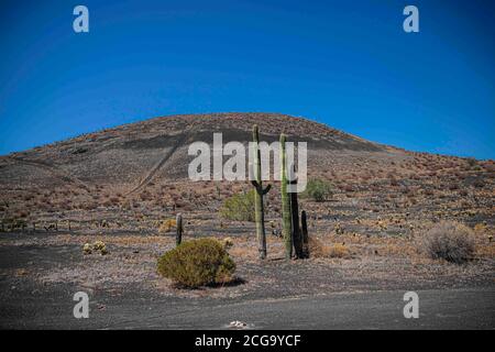 Cactus gigante mexicano, Pachycereus pringlei, cardón gigante mexicano o cactus elefante, especie de cactus nativa del noroeste de México en los estad Stock Photo