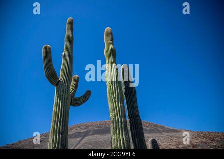 Cactus gigante mexicano, Pachycereus pringlei, cardón gigante mexicano o cactus elefante, especie de cactus nativa del noroeste de México en los estad Stock Photo