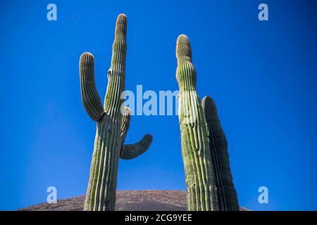 Cactus gigante mexicano, Pachycereus pringlei, cardón gigante mexicano o cactus elefante, especie de cactus nativa del noroeste de México en los estad Stock Photo