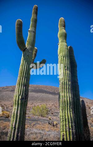 Cactus gigante mexicano, Pachycereus pringlei, cardón gigante mexicano o cactus elefante, especie de cactus nativa del noroeste de México en los estad Stock Photo