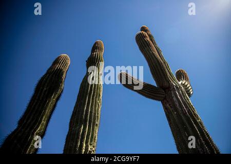 Cactus gigante mexicano, Pachycereus pringlei, cardón gigante mexicano o cactus elefante, especie de cactus nativa del noroeste de México en los estad Stock Photo