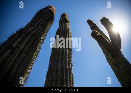 Cactus gigante mexicano, Pachycereus pringlei, cardón gigante mexicano o cactus elefante, especie de cactus nativa del noroeste de México en los estad Stock Photo