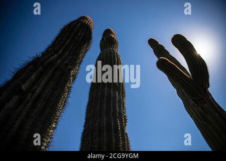 Cactus gigante mexicano, Pachycereus pringlei, cardón gigante mexicano o cactus elefante, especie de cactus nativa del noroeste de México en los estad Stock Photo