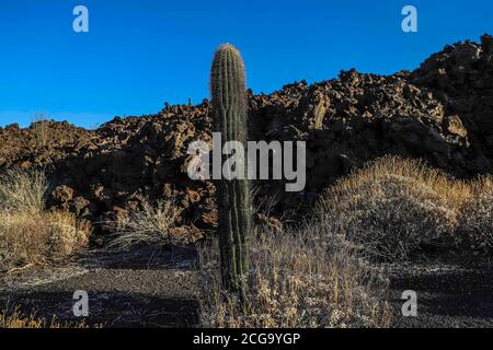 Cactus gigante mexicano, Pachycereus pringlei, cardón gigante mexicano o cactus elefante, especie de cactus nativa del noroeste de México en los estad Stock Photo