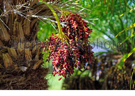 Phoenix roebelenii, Pygmy date palm, small to medium sized slow Stock ...