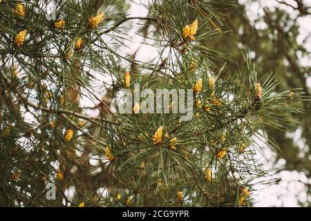 Fresh Small Spring Cones On Pine Tree In Forest Stock Photo