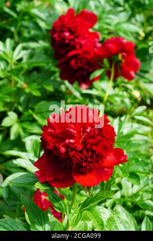 Dark red peony flower in bloom Stock Photo