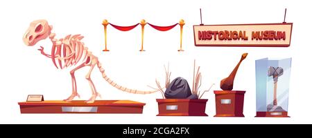 Historical museum with dinosaur skeleton and archeological exhibits. Vector cartoon set of finds of paleontology and archeology, prehistoric animals and primitive tools of caveman Stock Vector