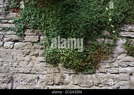 background texture from old vintage grey brown green stone tower wall braided with green summer ivy leaves in the old town in Tallinn in Europe Stock Photo