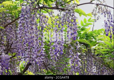 Spring flowers. Blooming wisteria vine in Mediterranean garden Stock Photo