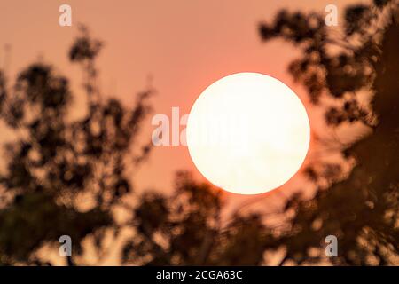 Close up of the sun framed by tree branches, shinning through a smoke cloud and casting an orange light; Smoke plume covering the sky as result of the Stock Photo