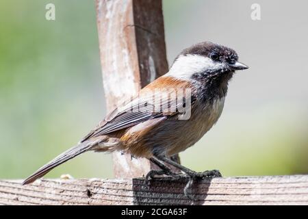 Close up of Chestnut backed Chickadee (Poecile rufescens) perched on a wooden ledge; blurred background, San Francisco Bay Area, California Stock Photo