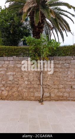 Beautiful vine growing from the small opening in the paved street, climbing itself along rough stone fence wall Stock Photo