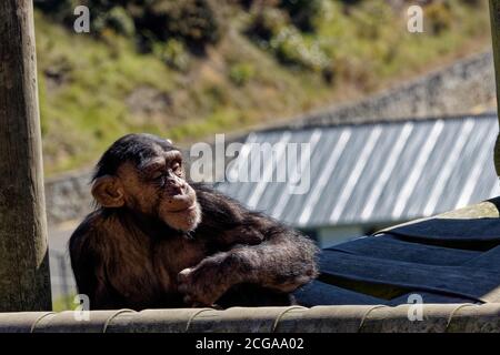 The chimpanzee (Pan troglodytes), also known as the common chimpanzee, robust chimpanzee, or simply chimp, is a species of great ape. Stock Photo