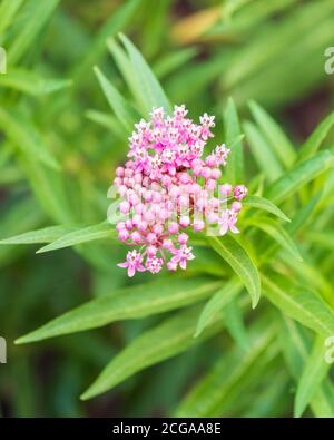 Milkweed, Asclepias, 'Cinderella'  in bloom. Often called Swamp milkweed. Stock Photo