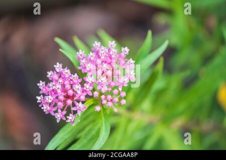 Milkweed, Asclepias, 'Cinderella'  in bloom. Often called Swamp milkweed. Stock Photo