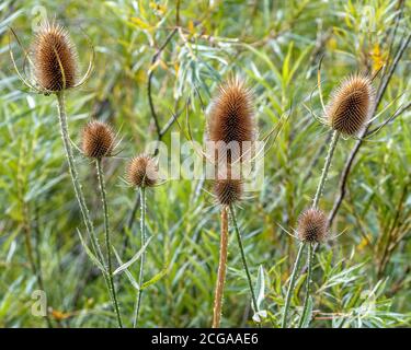 Teasel - Dipsacus Fullonum Stock Photo