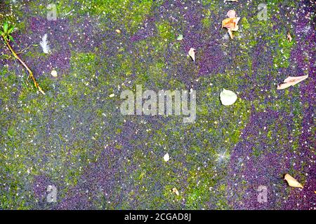 Background with wet green mossy ground and small gravel Stock Photo