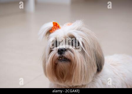 Close up of lhasa apso dog with orange bow. small domestic animal. Stock Photo