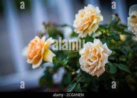 Beautiful rose and orange roses in garden. Blooming roses. Orange roses ...