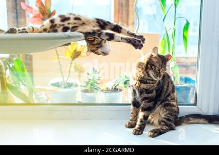 Two cute bengal kittens gold and chorocoal color laying on the cat's window bed playing and fighting. Stock Photo