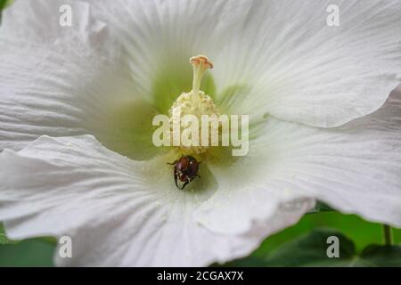 big white flower, beauty flower green leave Summer garden Flower background image Stock Photo