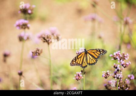 A monarch (Danaus plexippus) butterfly (subfamily Danainae) in the family Nymphalidae on a Verbena bonariensis (purpletop vervain or tall verbena).