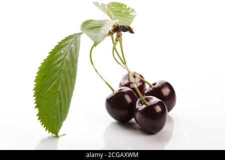 Raindrops on fresh cherries on white background. Wild gean in detali. Stock Photo