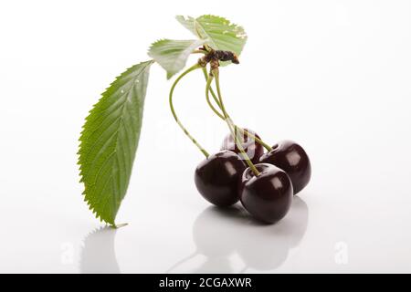 Raindrops on fresh cherries on white background. Wild gean in detali. Stock Photo