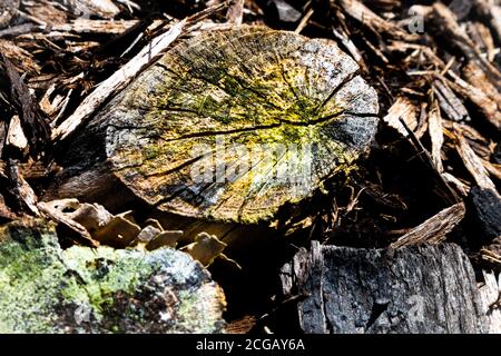Detail of moss covered stump near other stump in mulch Stock Photo