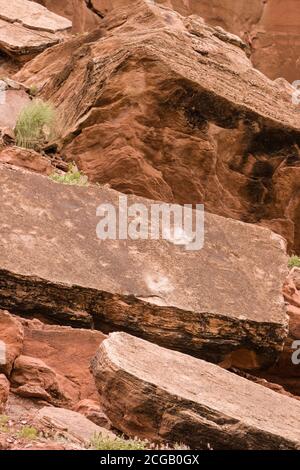 Therapod dinosaur tracks on a slab of sandstone along the Colorado River near Moab, Utah.  The tracks appear whiter because someone once tried to make Stock Photo