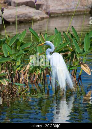 A Snowy Egret showing its breeding plumage Stock Photo