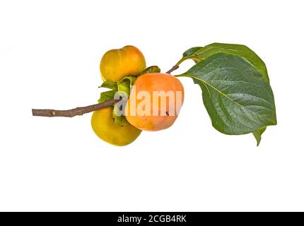 Fresh ripe  persimmons and persimmon leaves isolated on white background Stock Photo