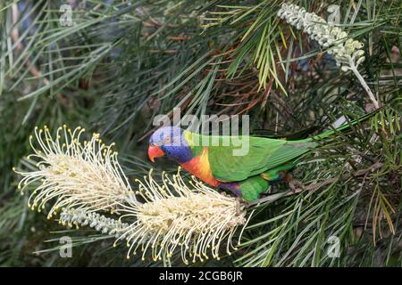 Rainbow Lorikeet feeding on nectar from a Grevillea flower Stock Photo