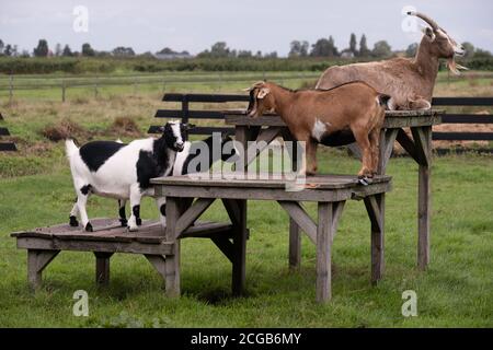 Some goats stand and lie on wooden decking with wooden legs in a lawn Stock Photo