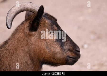Head of a brown dwarf or pygmy goat with horn in side view. Focus on the eye. Narrow depth of field Stock Photo