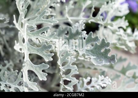 Leaves of the ornamental plant silver Cineraria (lat. Jacobaea maritima) growing in the garden in summer. Stock Photo