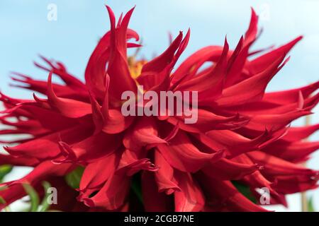 Hummingbird Red Dahlia Flower - Wittemans Best close-up on a sky background. Stock Photo