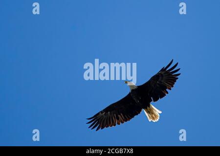 An overhead close up shot of an American Bald eagle (Haliaeetus leucocephalus) gliding in the sky. Image was taken in Eastern Neck Wildlife Refuge by Stock Photo